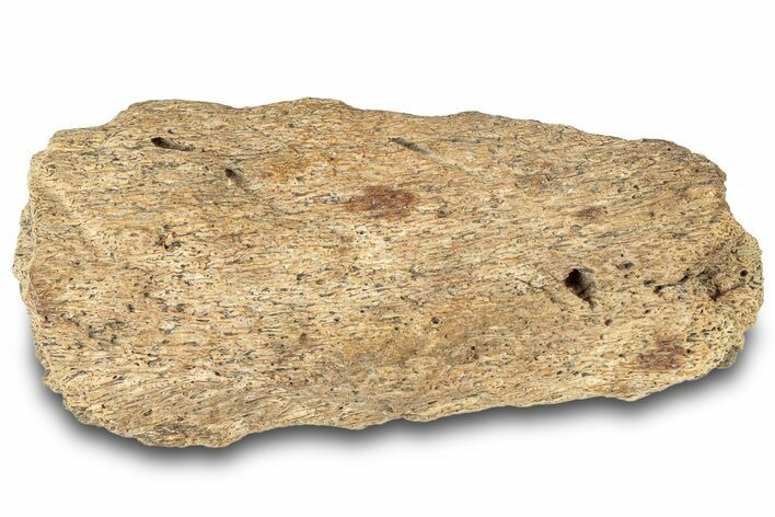 Dinosaur (Triceratops) Bone Section - Montana #312318